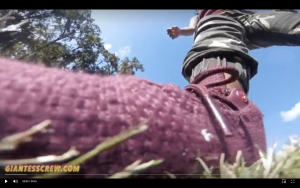 Giantess crew- CJ Showcase